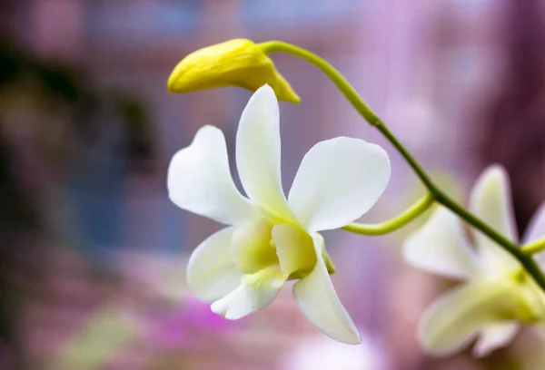 Underbar vit orkidé blomma på en lång stjälk mot en suddig lila-rosa blommig bakgrund. Ett vackert blommigt landskap. Oöppnad knopp. Phalaenopsis Exotisk blomma i botanisk trädgård. Plats för text. — Stockfoto