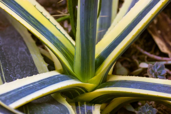 Agave century plant variegated on plantation. Huge green leaves, yellow serrated edges in botanical garden. Evergreen succulent. Large cactus, live plant. Twisty variegated agave Americana backdrop. — Stock Photo, Image