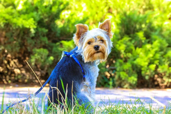 Egy vicces, hosszú hajú yorkshire-i terrier kutya ül egy zöld füvön a pázsiton a napsütéses meleg napon. Vicces kutyus sétál. Aranyos bolyhos kutyus a szabadban. Háziállat az utcán, a parkban, a természetben. — Stock Fotó