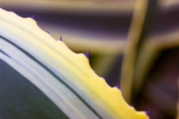 Agave century plant variegated green yellow striped leaves. Succulent cactus. — Stock Photo, Image