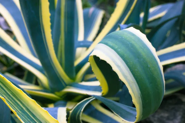 Pianta Del Secolo Agave Variegata Piantagione Enormi Foglie Verdi Bordi — Foto Stock