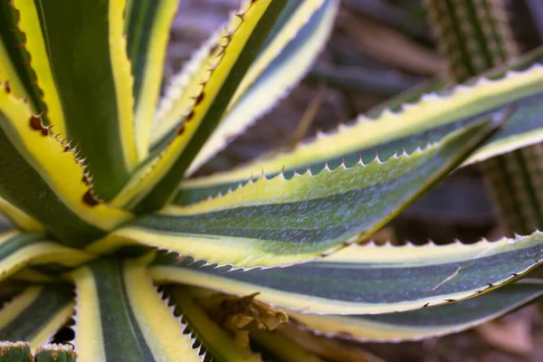 アガベ世紀の植物はプランテーションで多様化した 巨大な緑の葉 植物園の黄色の鋸歯状の縁 常緑多肉植物 大規模なサボテン ライブ植物 Twisty Variegated Agaveアメリカを背景に — ストック写真