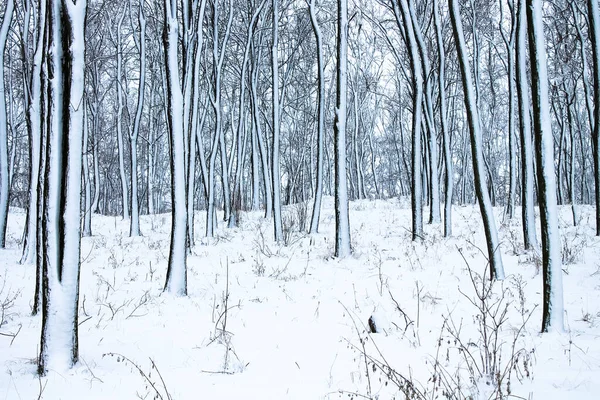 Maravilloso Hermoso Paisaje Bosque Invierno Árboles Negros Altos Contra Parque — Foto de Stock