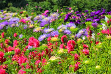 Sonbahar bahçesinde, parkta farklı çiçek açan kasımpatılar. Sonbahar çiçekleri.