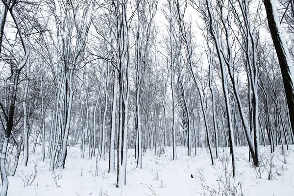 Maravilloso hermoso paisaje de bosque de invierno. Árboles negros altos contra en el parque. Colinas cubiertas de nieve blanca. Un desierto deshabitado. Clima frío, estación. Día helado en diciembre. Zona rural. — Foto de Stock