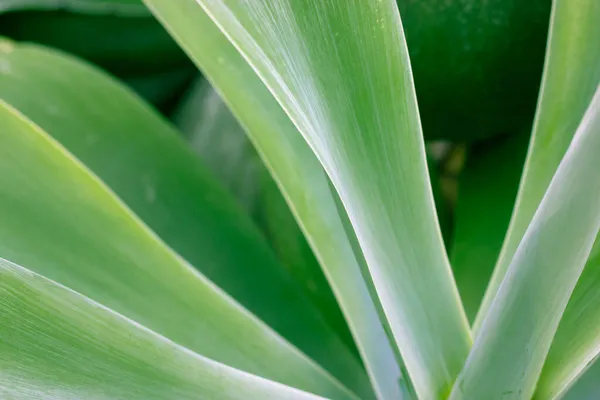 Fresh green agave leaves in garden. Asparagaceae exotic succulent of Mexico. — Stock Photo, Image