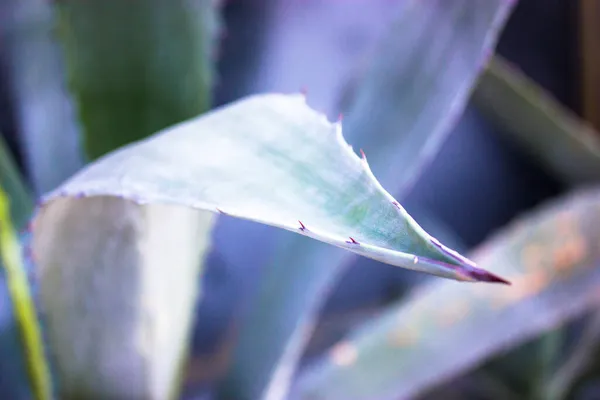 Hojas de agave azul, espinas espinas. Cacti suculentas fondos texturas. — Foto de Stock