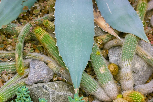 Cactus in botanical garden. Cactuses view from above. Group of different cacti succulents growing in dry soil flatly. A drought-tolerant desert plants in gravel pebbles, big rocks. Green agave leaves — Stock Photo, Image