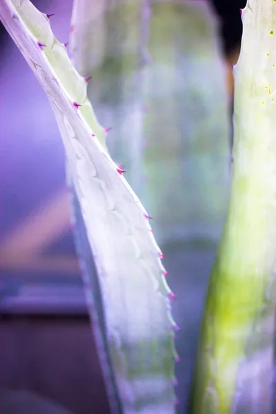 Folhas de agave azul-verde com espinhos, Asparagaceae planta exótica. Suculentas de cactos — Fotografia de Stock