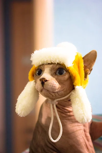 Bald cat in hat with earflap. Sphynx kitty in yellow cap Funny cute naked sphinx — Stock Photo, Image