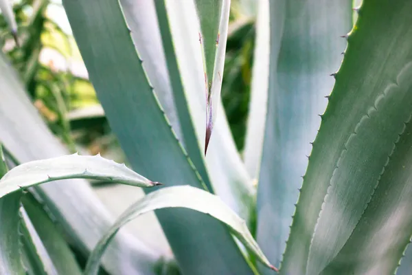 Obří modrozelené listy agáve s ostrými ostny. Pěstování květin. Botanická zahrada. Textury pozadí chřestu. Exotické rostliny Mexika používané ve farmakologii, kosmetické přípravky. Kaktusové sukulenty — Stock fotografie