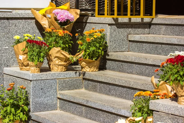 Sonbahar kasımpatıları merdiven basamaklarında saksılarda. Dışarıda saksıda anneler çiçek açar. — Stok fotoğraf