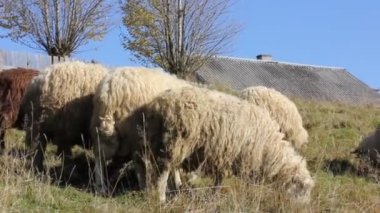 Otlakta otlayan bir koyun sürüsü, bir çayırda, bir çayırda, doğada. Sonbahar günü otlayan bir sürü. Birçok koyun açık havada özgürce yürür. Tarım eko çiftliği