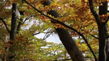 Sonbahar ağaçları. Yapraklar rüzgarda hışırdıyor dallarda gökyüzüne karşı. Sonbahar mevsiminde sarı, yeşil, kahverengi yapraklar. Doğa parkı, rezerv, karışık orman, orman. Sakin bir hava. Doğal manzara..