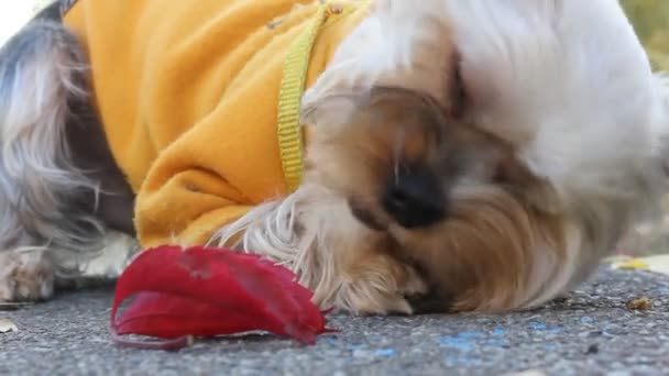 暖かい黄色のコートを着た面白いヨークシャーテリアの犬は、棒で噛む舗装に横たわっています。かわいいふわふわの長髪の犬の秋の日に外を歩くと、演奏。犬の動物、ペットの屋外。ラブリー・アップ. — ストック動画