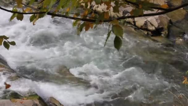 Studená pramenitá voda teče v horské řece. Spěchající proud, rychlé tekoucí kameny — Stock video