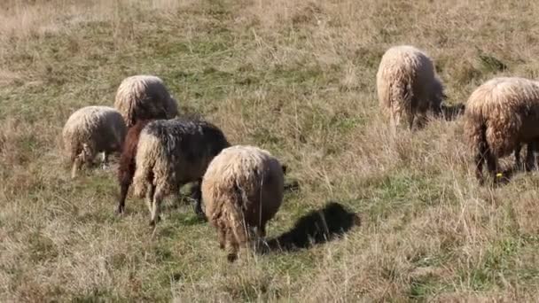 Ένα κοπάδι πρόβατα βόσκουν σε ένα λιβάδι, καθαρίζοντας, σε ένα βοσκότοπο σε ένα χωράφι, στη φύση. Ένα κοπάδι βόσκει ξερό γρασίδι μια φθινοπωρινή μέρα. Πολλά πρόβατα είναι δωρεάν περπάτημα στον καθαρό αέρα σε εξωτερικούς χώρους. Γεωργία οικολογική εκμετάλλευση — Αρχείο Βίντεο