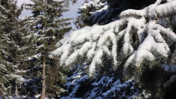 Zelená smrková větev pokrytá bílým sněhem se v zimním období tiše kymácí ve větru. Evergreen vánoční strom v parku, lesy, jehličnatý les v prosinci, lednu, únoru. Studený den v přírodě. — Stock video