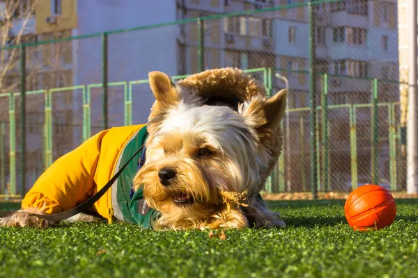 날씨가 경기장의 초록빛 멋지고 요크셔 테리어 오렌지 농구공 스러운 강아지 — 스톡 사진