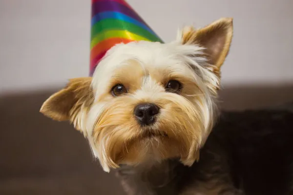 一只头上戴着五颜六色节日帽的有趣的棕色狗的肖像 约克郡特瑞尔犬与帽子 庆祝宠物生日 圣诞节 周年纪念日的概念 家里有动物参加的聚会 — 图库照片