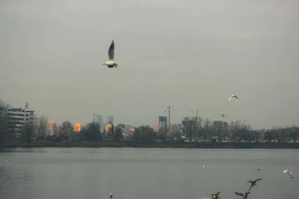 Las Gaviotas Blancas Elevan Sobre Lago Estanque Ciudad Frío Nublado — Foto de Stock