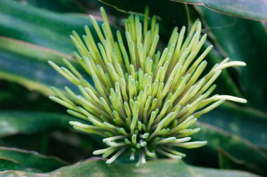 Egzotik yeşil çiçek Dracaena pethera, Sansevieria kirkii, yıldız sansevieria olarak bilinir. Doğu Afrika 'nın çevresindeki Tanzanya' ya özgü sulu bitkiler. Tropikal bahçede konik şişkinlik