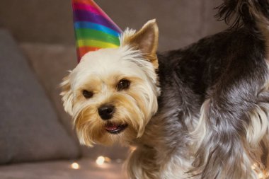 Kafasında renkli bir tatil şapkası olan komik kahverengi köpek arka planda çelenk ışıklarına karşı. Evcil hayvanın doğum gününü kutlayan şapkalı Yorkshire Terrier köpeği, yeni yıl 2022, Noel, yıldönümü. Parti hayvanları.