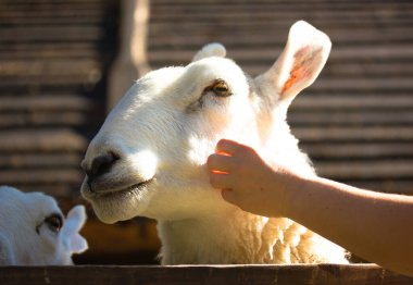 Beyaz, şirin Leicester koyunu. Bir el koyunun yanağını okşar. Çiftlikte koyun yetiştirir. Ahşap arka planda komik tüylü koyunlar. İnsanlar hayvanat bahçesinde hayvanları okşuyor..