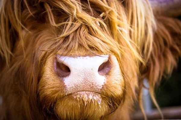 Peludo Escocés Marrón Rojo Yak Retrato Hocico Cerca Ganado Las — Foto de Stock