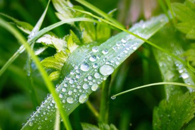 Sabah çiy damlaları yemyeşil çimenlere düşer, makro resim bırakır. Ormanın güzel, el değmemiş doğası. İlkbaharda, yazda, sonbaharda park et. Doğal nem, sıvı, damlacıklar. Ekolojik resim.