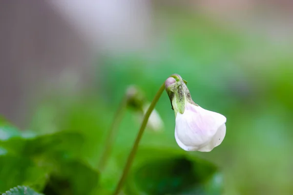 Viola Bianca Sfondo Verde Sfocato Parco Primaverile Bosco Bella Gemma — Foto Stock