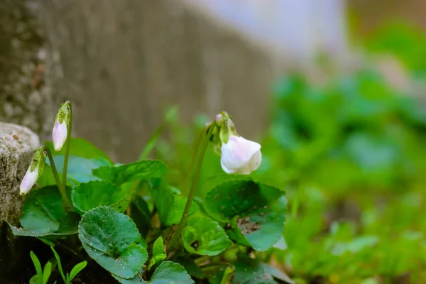 White Violet Blurry Green Background Spring Park Forest Beautiful Unopened — Stock Photo, Image