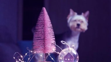 Pembe Noel ağacı, çelenk ışıkları, balon şeklinde oyuncak. Yorkshire Terrier köpeği..