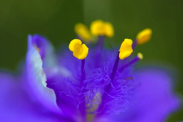 黄色の雄しべの花粉と緑の自然の背景に美しい紫や青のツツジの花 春や夏に咲く素晴らしい花のマクロ写真 開花植物 — ストック写真