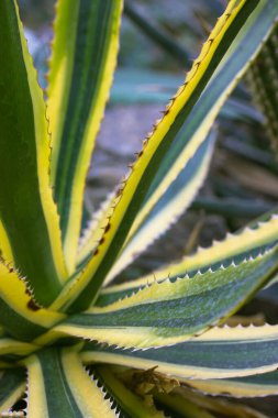 Agave asırlık bitki çiftliğinde çeşitlendirildi. Kocaman yeşil yapraklar, botanik bahçesinde sarı tırtıklı kenarlar. Sonsuz yeşil sulu. Büyük kaktüs, canlı bitki. Twisty variegated agave Americana arkaplanı.