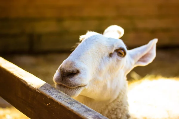 Beyaz Şirin Leicester Leicester Koyunu Çiftlikteki Çiftlikte Koyun Besliyorlar Ahşap — Stok fotoğraf