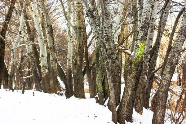 Blanco Con Manchas Negras Troncos Abedul Parque Cubierto Nieve Invierno — Foto de Stock