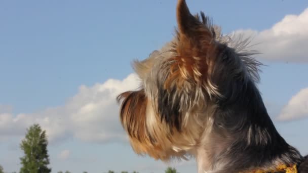 Lucu lucu tumbuh Yorkshire Terrier anak anjing, anjing coklat melihat ke jarak terhadap langit biru dengan awan keriting putih, pohon hijau pada musim semi atau hari musim panas cerah. Hewan peliharaan berjalan-jalan. Anjing peliharaan, anjing.. — Stok Video