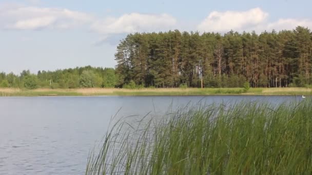 Water current in river, lake, pond, reservoir, ripples on water surface. Green reeds in foreground, pine forest on a horizon. Relaxing in nature at sunny, windy spring or summer day. Shore landscape. — Vídeo de Stock