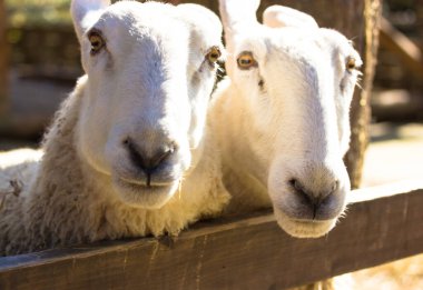 İki tane Border Leicester koyunu. Çiftlikte koyun besliyorlar. Dışarıda kameraya bakan komik tüylü koyunlar. Hayvanat bahçesindeki hayvanlar. Doğa tarımı, tarım, çiftlik hayvanları.. 