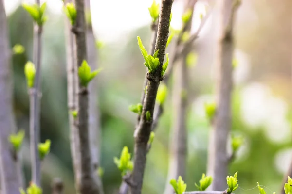 Petites Feuilles Vertes Bourgeons Sur Les Branches Des Buissons Arbres — Photo