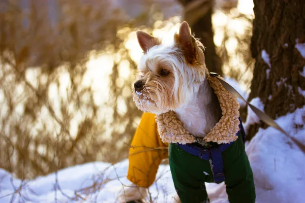 Drôle Mignon Yorkshire Terrier Chien Race Dans Costume Chaud Salopettes — Photo