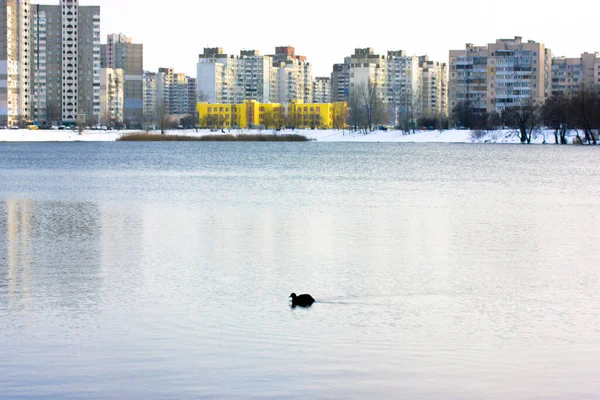 Kijów Ukraina Stycznia 2022 Czarny Ptak Nurkujący Kaczka Aythya Pływająca — Zdjęcie stockowe