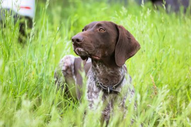 Alman Shorthair Pointer Dog 'u yayınladı. Kahverengi gözlü, kendini adamış güzel bir köpek mesafeye bakıyor. İlkbahar günü yeşil çayırda Drathaar. Boynunda tasma olan büyük bir av köpeği türü..