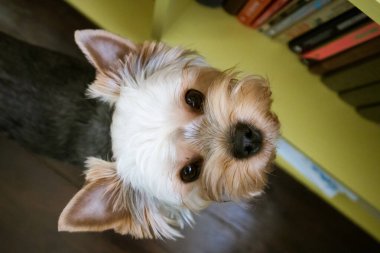 Kahverengi tüylü tüylü tüylü Yorkshire Terrier köpeği kahverengi gözleriyle yukarı bakıyor. Modern bir apartmanın içindeki köpecik. Sadık bir evcil köpek. Evde evcil köpek hayvanı var..