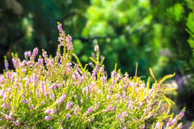 Güneşli bir günde, ormanda açan güzel, pembe, beyaz bir funda. Sonbahar ormanında küçük mor çiçekler. Çiçek açmak, bahçıvanlık. Bulanık yeşil arka planda Calluna vulgaris. Çiçekçi konsepti.