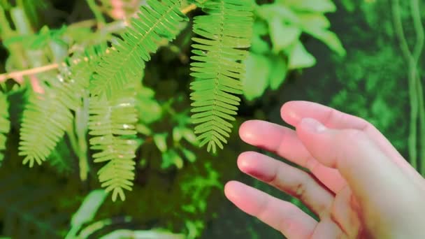 Touching Mimosa Pudica Green Leaves Female Hand Fingers Causing Leaf — Stockvideo