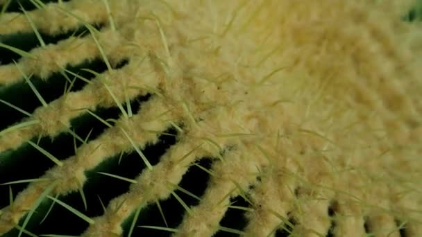 Echinocactus Grusonii 비디오 선인장 정원에서 자라고 있습니다 가시들 가시들이 있습니다 — 비디오