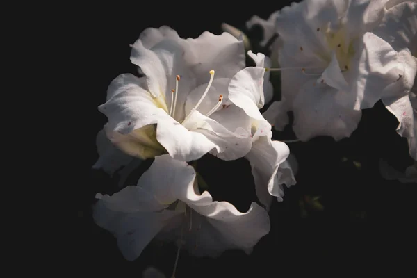 Azáleai Kert Virágzik Fehér Rododendron Virágok Nyitott Rügyek Finom Szirmok — Stock Fotó