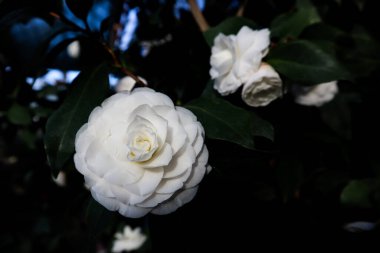 Kamelya Japon kamelyası olarak da bilinir. Açık kamelya çiçeği tomurcuğu. Fotokopi uzayı olan koyu bir arka planda. Bahar botanik bahçesinde çiçek açan bir çalı. Yumuşak yapraklar. Çiçek arka planı.